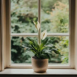 Lepelplant - Spathiphyllum 'Torelli' - Hoogte 30-45cm - ⌀12cm