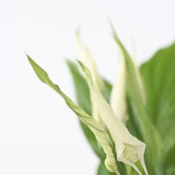 Lepelplant - Spathiphyllum 'Torelli' - Hoogte 30-45cm - ⌀12cm