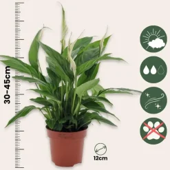 Lepelplant - Spathiphyllum 'Torelli' - Hoogte 30-45cm - ⌀12cm