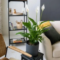 Lepelplant - Spathiphyllum 'Torelli' - Hoogte 30-45cm - ⌀12cm