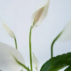 Lepelplant - Spathiphyllum 'Torelli' - Hoogte 30-45cm - ⌀12cm