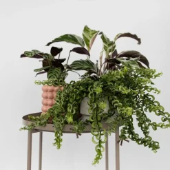 Lippenstiftplant - Aeschynanthus pulcher - Hoogte 20-30cm - ⌀15cm