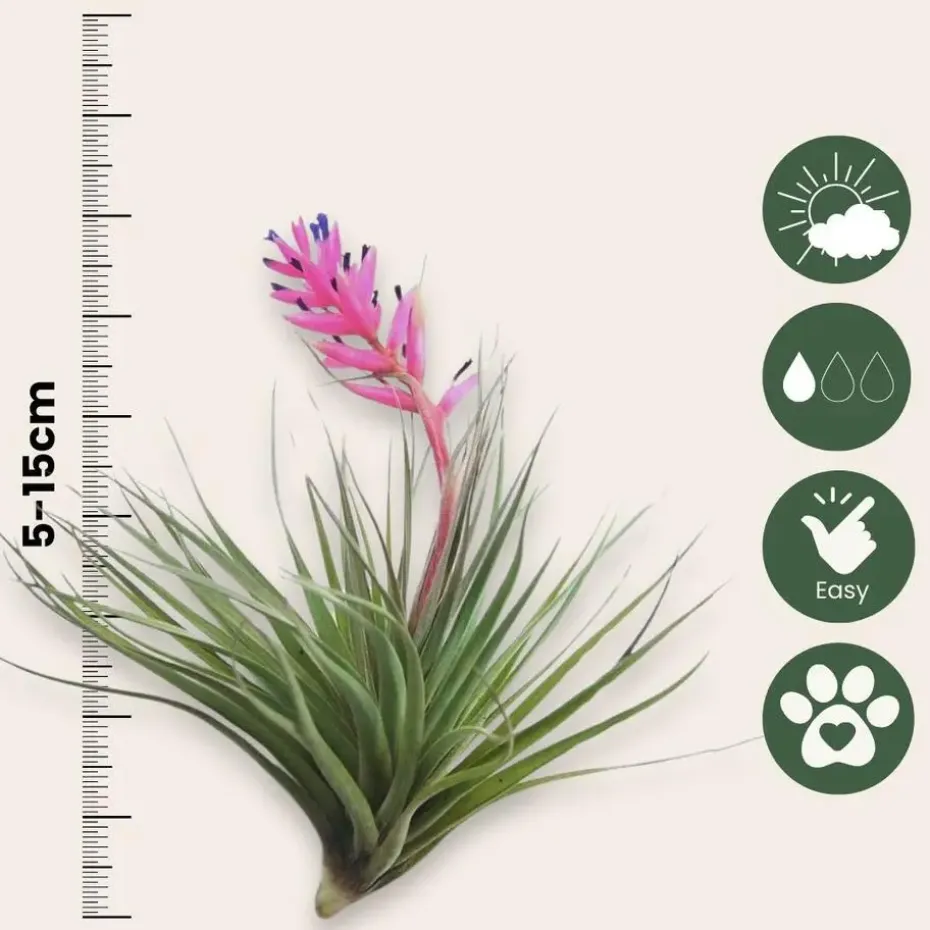 Luchtplantjes - Set van 10 - Tillandsia - Hoogte 5-15cm - ⌀5cm