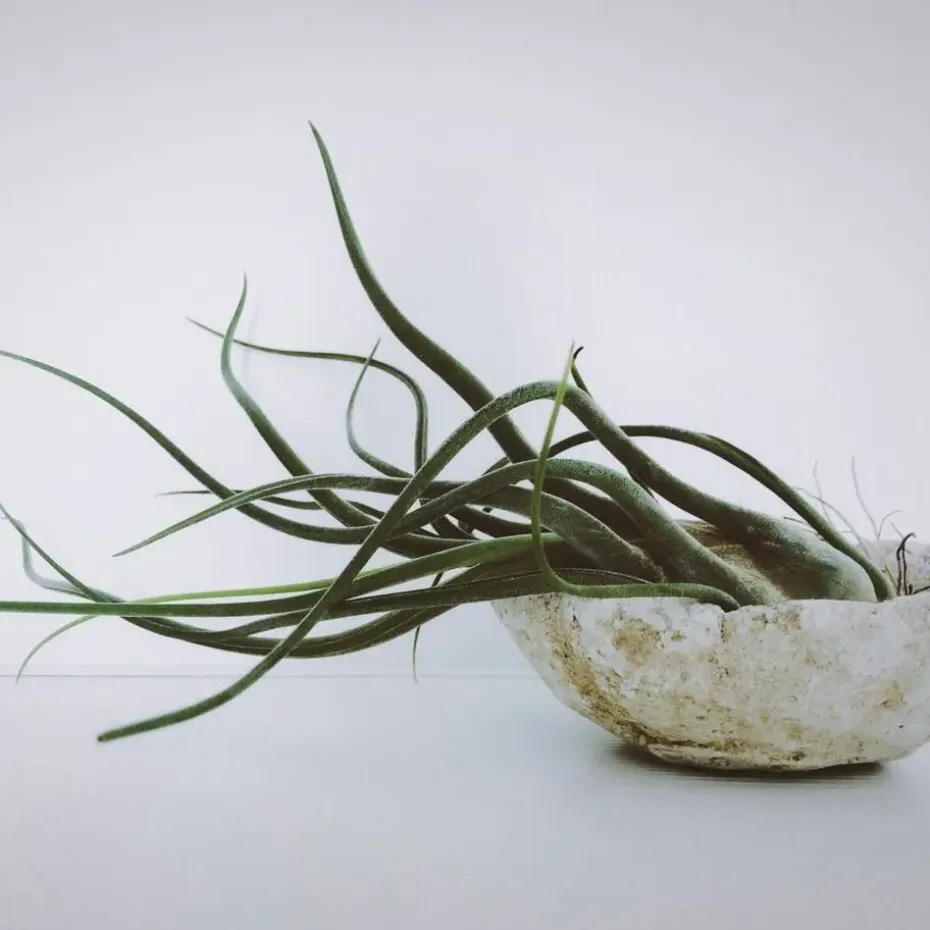 Luchtplantjes - Set van 10 - Tillandsia - Hoogte 5-15cm - ⌀5cm