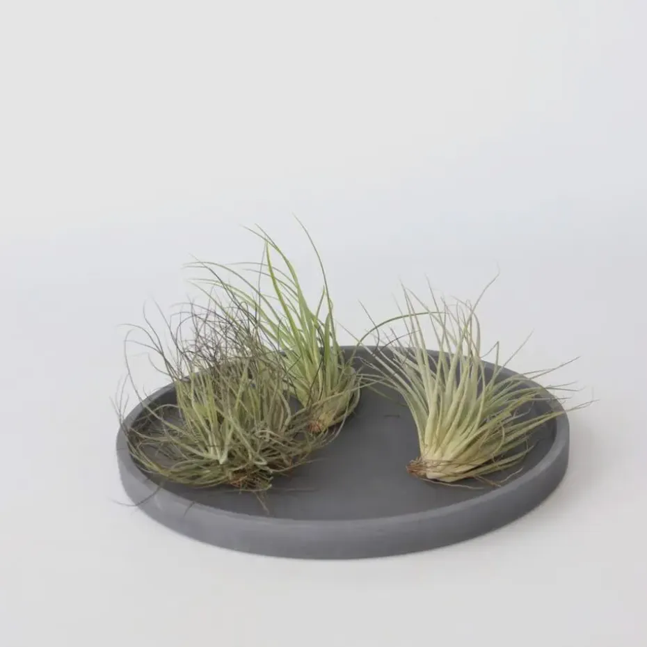 Luchtplantjes - Set van 10 - Tillandsia - Hoogte 5-15cm - ⌀5cm