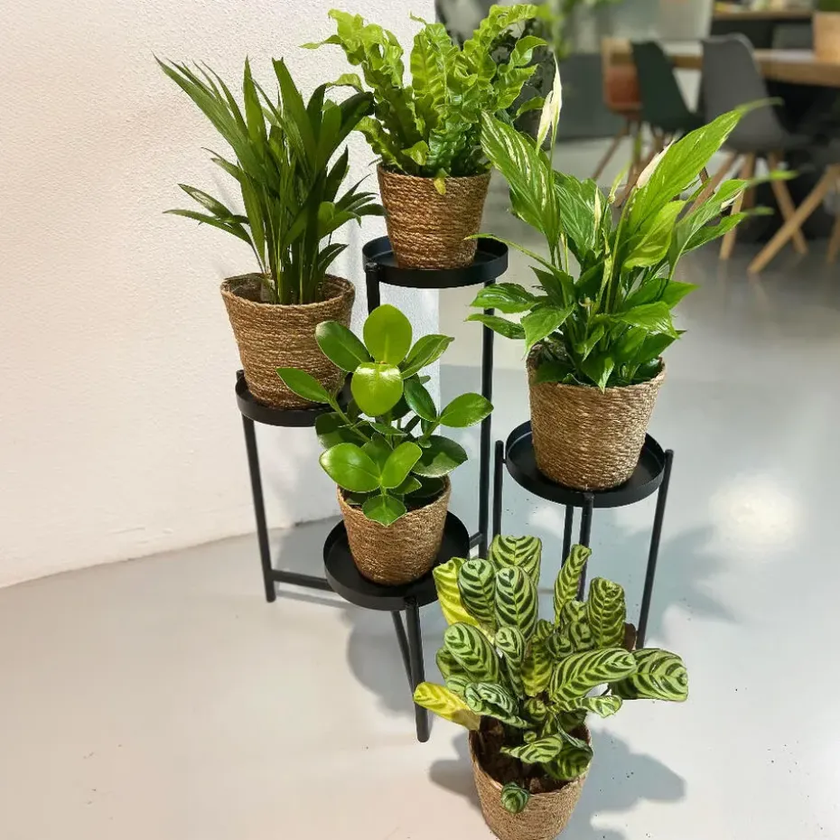 Luchtzuiverende kamerplanten - Set van 5 - Met mand - Hoogte 25-40cm - ⌀12cm