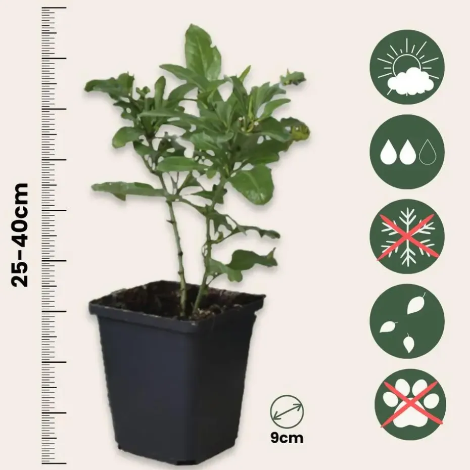 Mannentrouw - Set van 6 - Plumbago auriculata - Hoogte 25-40cm - ⌀9cm