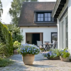 Mannentrouw - Set van 6 - Plumbago auriculata - Hoogte 25-40cm - ⌀9cm