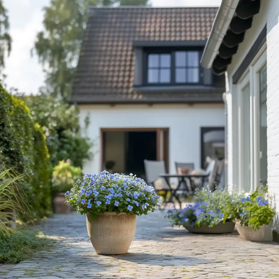 Mannentrouw - Set van 6 - Plumbago auriculata - Hoogte 25-40cm - ⌀9cm