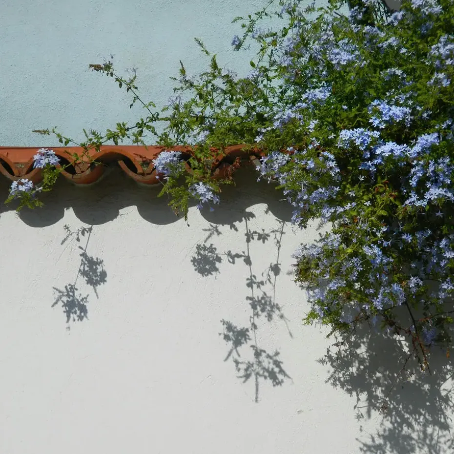 Mannentrouw - Set van 6 - Plumbago auriculata - Hoogte 25-40cm - ⌀9cm
