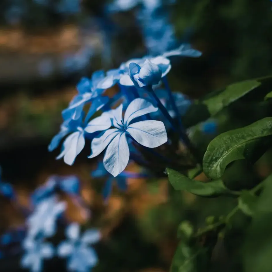 Mannentrouw - Set van 6 - Plumbago auriculata - Hoogte 25-40cm - ⌀9cm