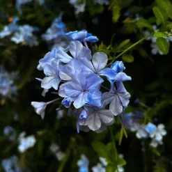 Mannentrouw - Set van 6 - Plumbago auriculata - Hoogte 25-40cm - ⌀9cm
