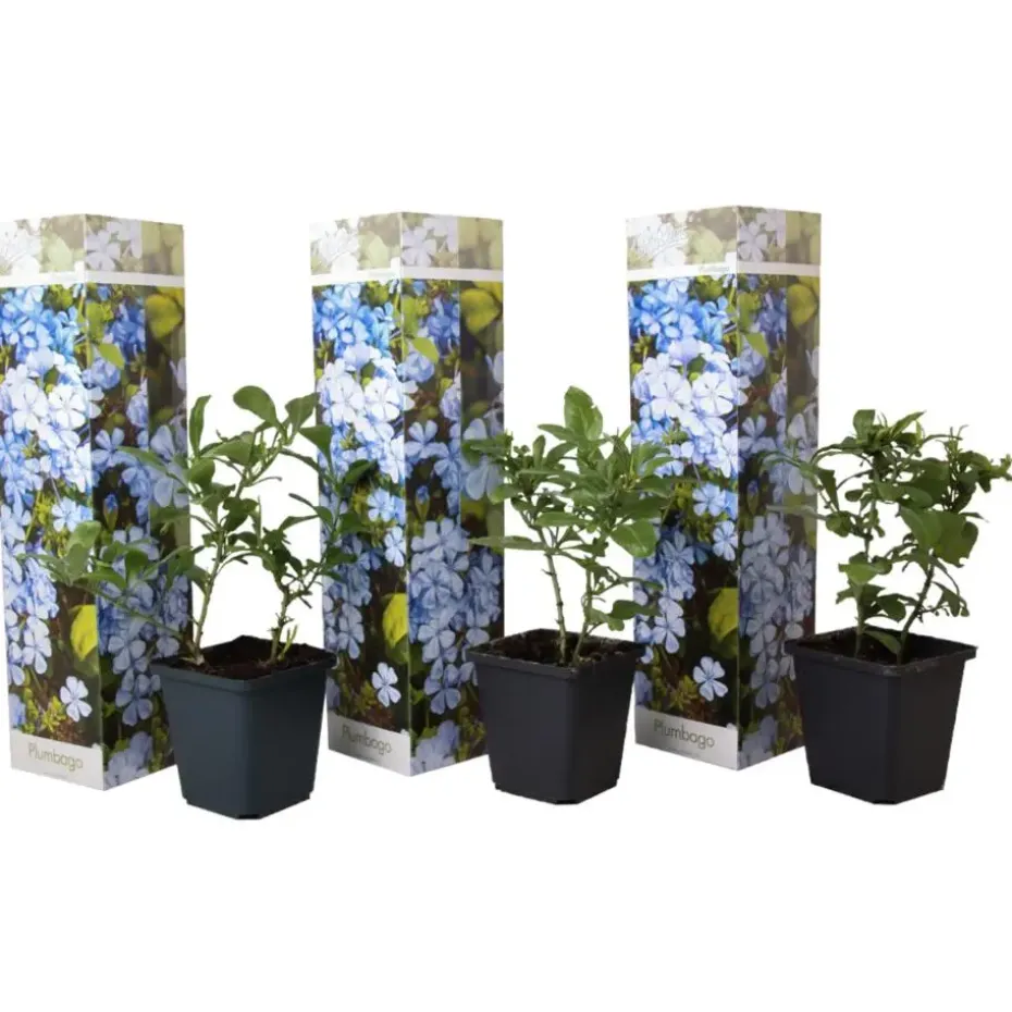 Mannentrouw - Set van 3 - Plumbago auriculata - Hoogte 25-40cm - ⌀9cm