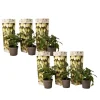 Meloenpeer - Set van 6 - Solanum Muricatum 'Pepino gold' - Hoogte 25-40cm - ⌀9cm