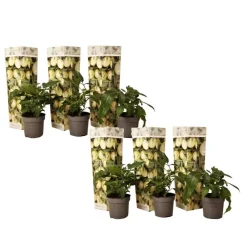 Meloenpeer - Set van 6 - Solanum Muricatum 'Pepino gold' - Hoogte 25-40cm - ⌀9cm