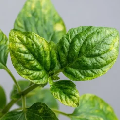 Meloenpeer - Set van 6 - Solanum Muricatum 'Pepino gold' - Hoogte 25-40cm - ⌀9cm