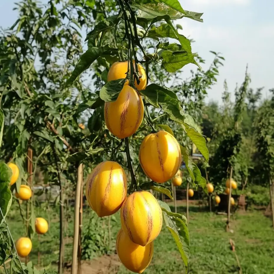 Meloenpeer - Set van 6 - Solanum Muricatum 'Pepino gold' - Hoogte 25-40cm - ⌀9cm