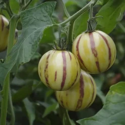 Meloenpeer - Set van 6 - Solanum Muricatum 'Pepino gold' - Hoogte 25-40cm - ⌀9cm