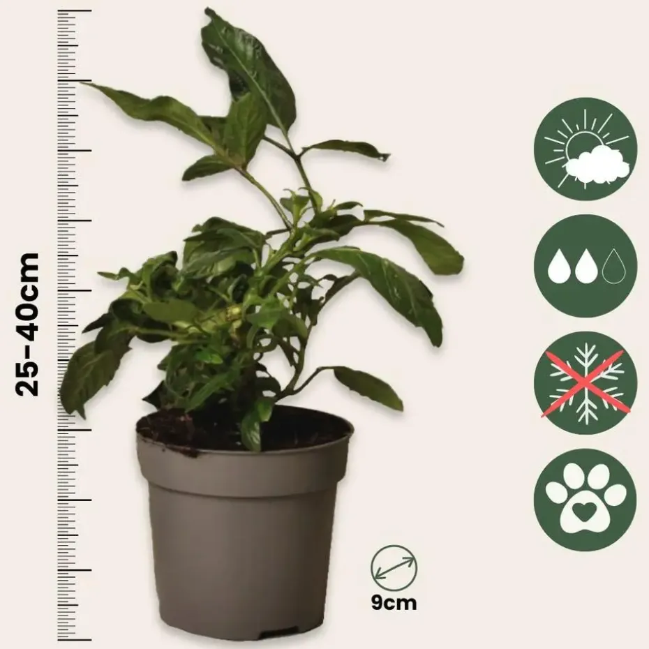 Meloenpeer - Set van 6 - Solanum Muricatum 'Pepino gold' - Hoogte 25-40cm - ⌀9cm