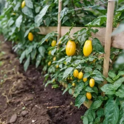 Meloenpeer - Set van 6 - Solanum Muricatum 'Pepino gold' - Hoogte 25-40cm - ⌀9cm