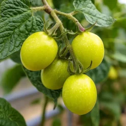 Meloenpeer - Set van 6 - Solanum Muricatum 'Pepino gold' - Hoogte 25-40cm - ⌀9cm