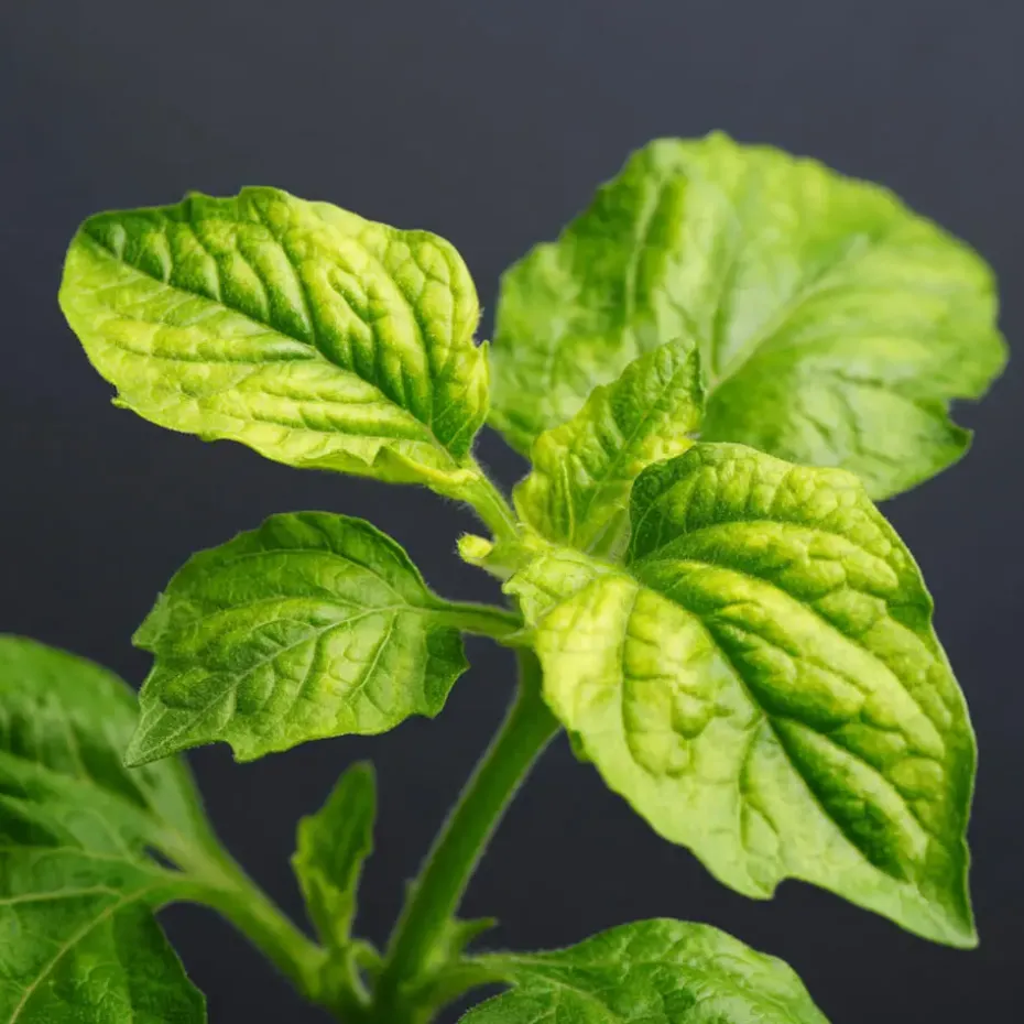 Meloenpeer - Set van 6 - Solanum Muricatum 'Pepino gold' - Hoogte 25-40cm - ⌀9cm