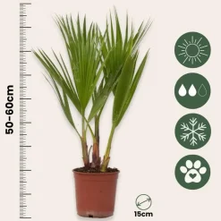 Mexicaanse waaierpalm - Set van 2 - Washingtonia - Hoogte 50-60cm - ⌀15cm