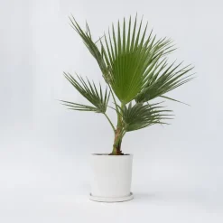 Mexicaanse waaierpalm - Washingtonia robusta - Hoogte 70-90cm - ⌀21cm
