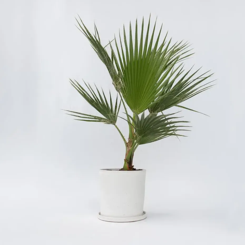 Mexicaanse waaierpalm - Washingtonia robusta - Hoogte 70-90cm - ⌀21cm