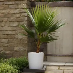 Mexicaanse waaierpalm - Washingtonia robusta - Hoogte 70-90cm - ⌀21cm