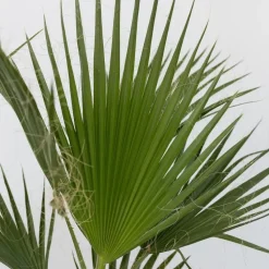 Mexicaanse waaierpalm - Washingtonia robusta - Hoogte 70-90cm - ⌀21cm