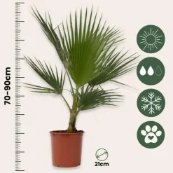 Mexicaanse waaierpalm - Washingtonia robusta - Hoogte 70-90cm - ⌀21cm