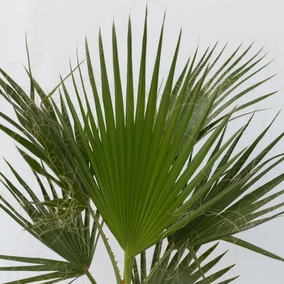 Mexicaanse waaierpalm - Washingtonia robusta - Hoogte 70-90cm - ⌀21cm