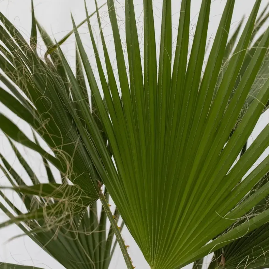 Mexicaanse waaierpalm - Washingtonia robusta - Hoogte 70-90cm - ⌀21cm