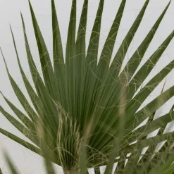 Mexicaanse waaierpalm - Washingtonia robusta - Hoogte 70-90cm - ⌀21cm