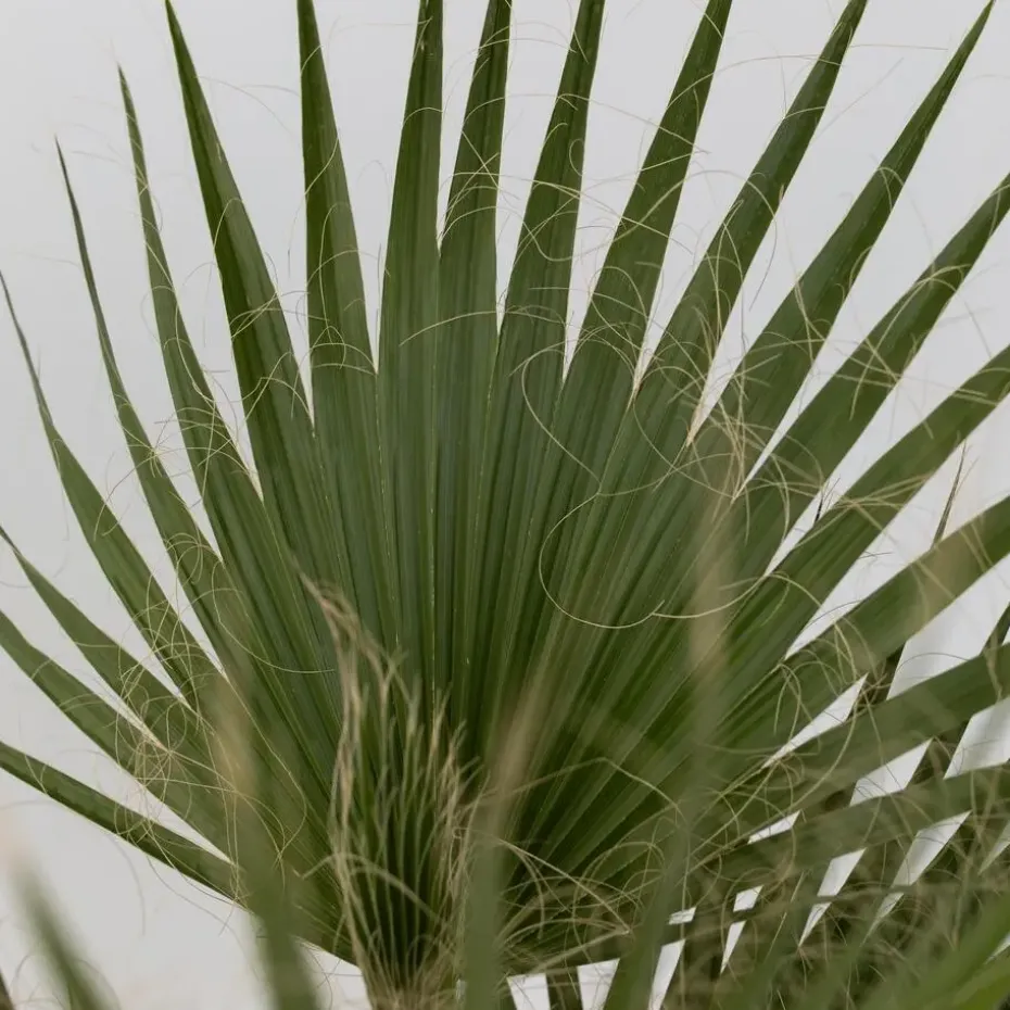 Mexicaanse waaierpalm - Washingtonia robusta - Hoogte 70-90cm - ⌀21cm