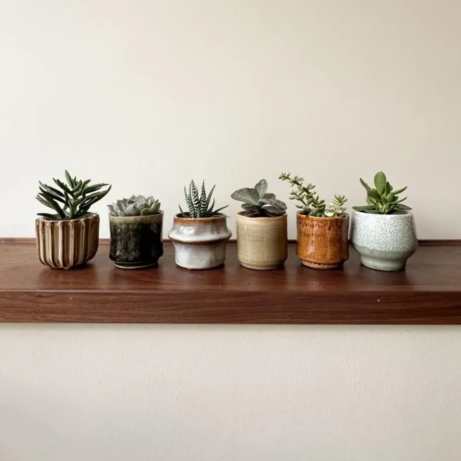Mini-vetplanten - Set van 60 - Succulentenmix - Hoogte 5-10cm - ⌀5,5cm