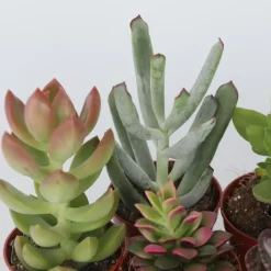 Mini-vetplanten - Set van 60 - Succulentenmix - Hoogte 5-10cm - ⌀5,5cm