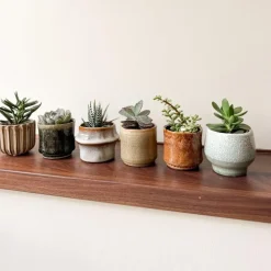 Mini-vetplanten - Set van 60 - Succulentenmix - Hoogte 5-10cm - ⌀5,5cm