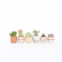 Mini-vetplanten - Set van 6 - Succulent Mix - Hoogte 5-10cm - ⌀5,5cm