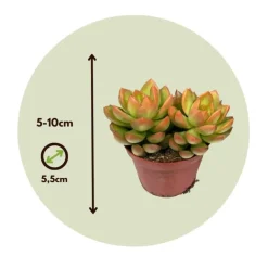 Mini-vetplanten - Set van 6 - Succulent Mix - Hoogte 5-10cm - ⌀5,5cm