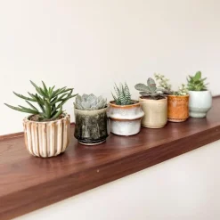 Mini-vetplanten - Set van 6 - Succulent Mix - Hoogte 5-10cm - ⌀5,5cm