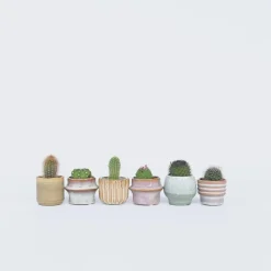 Mix cactus - Set van 60 - Cactus - Hoogte 5-10cm - ⌀5,5cm