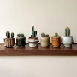 Mix cactus - Set van 60 - Cactus - Hoogte 5-10cm - ⌀5,5cm