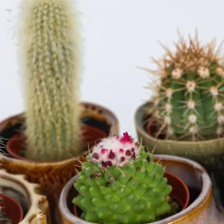 Mix cactus - Set van 60 - Cactus - Hoogte 5-10cm - ⌀5,5cm