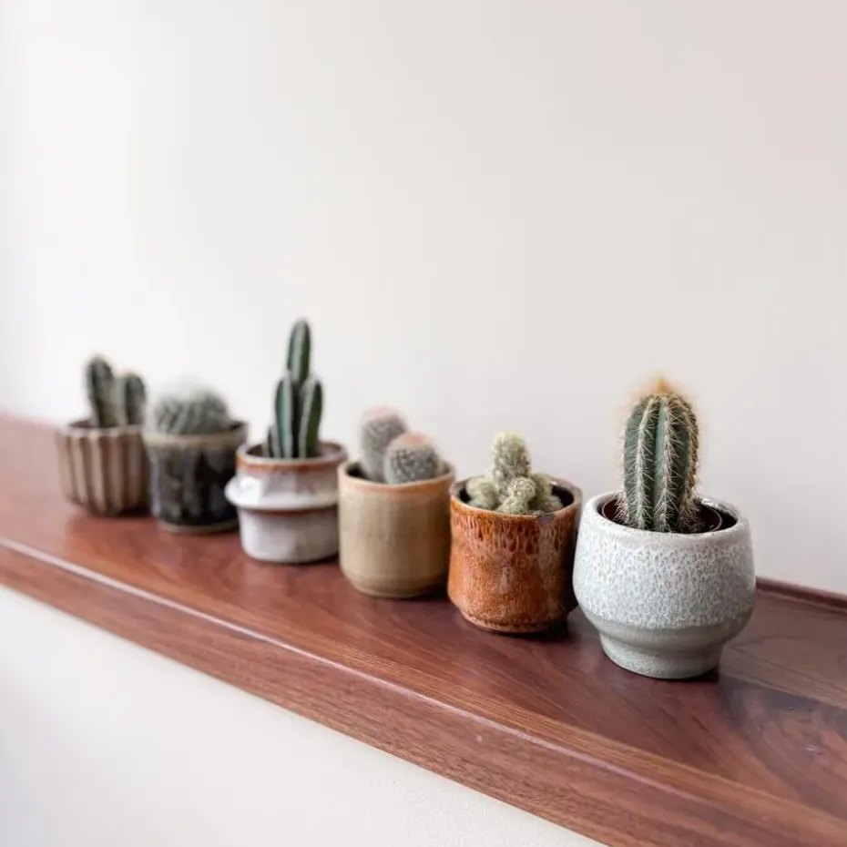 Mix cactus - Set van 60 - Cactus - Hoogte 5-10cm - ⌀5,5cm
