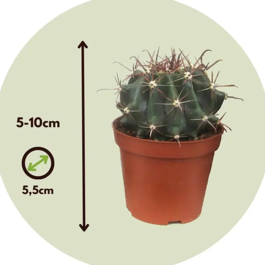 Mix cactus - Set van 6 - Cactus - Hoogte 5-10cm - ⌀5,5cm