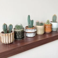 Mix cactus - Set van 6 - Cactus - Hoogte 5-10cm - ⌀5,5cm