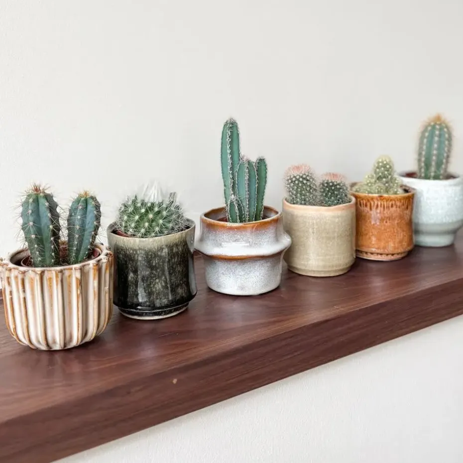 Mix cactus - Set van 6 - Cactus - Hoogte 5-10cm - ⌀5,5cm
