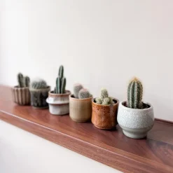 Mix cactus - Set van 6 - Cactus - Hoogte 5-10cm - ⌀5,5cm